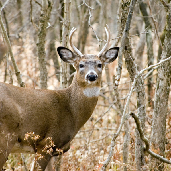 A deer in the woods