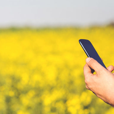 A person using a smartphone in a field of flowers