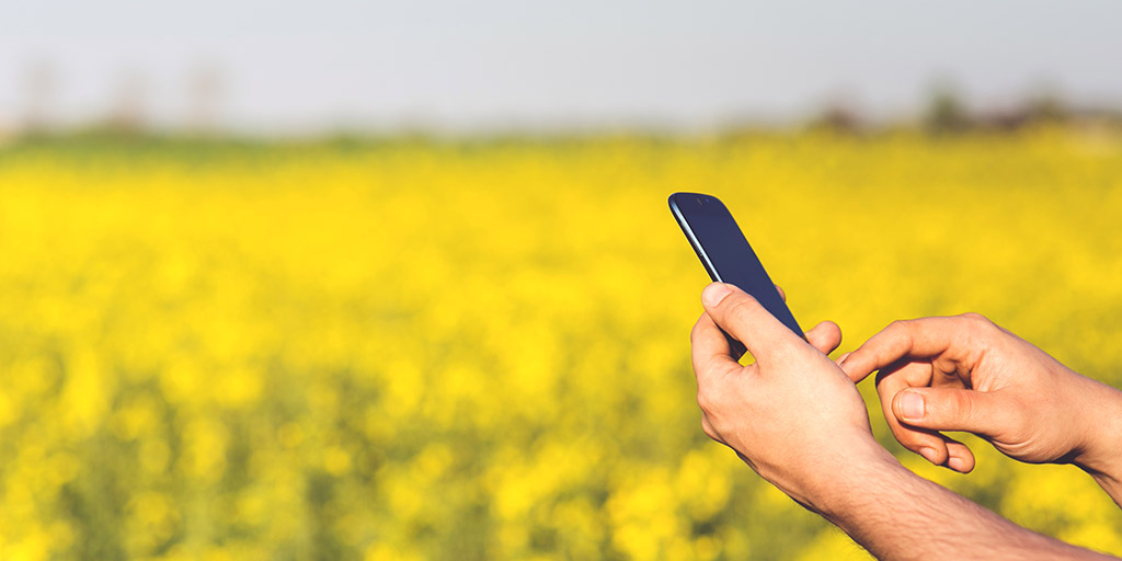 A person using a smartphone in a field of flowers
