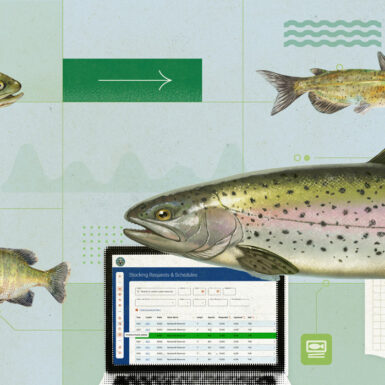 Illustration of lake trout, bass, catfish, and rainbow trout