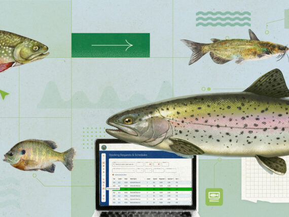 Illustration of lake trout, bass, catfish, and rainbow trout