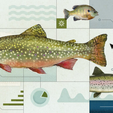 Illustration of lake trout, bass, catfish, and rainbow trout with Colorado Parks and Wildlife logo