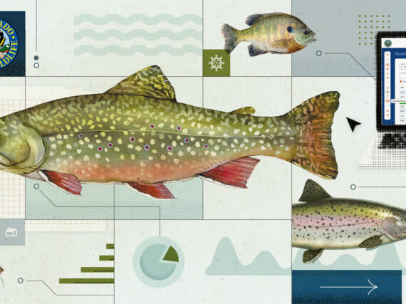 Illustration of lake trout, bass, catfish, and rainbow trout with Colorado Parks and Wildlife logo